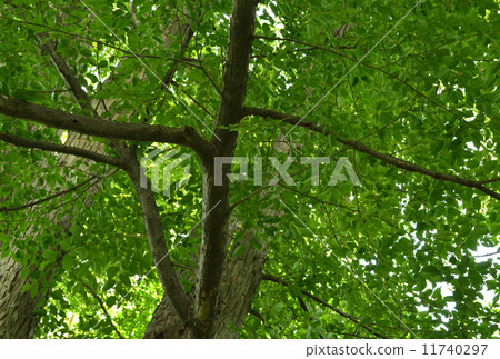 Tree · Helicobacter psyllidae 11740297