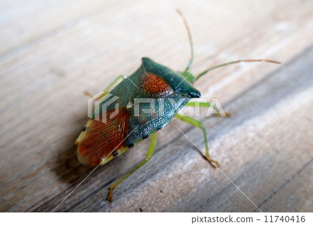 Seaka喇叭椿象 11740416