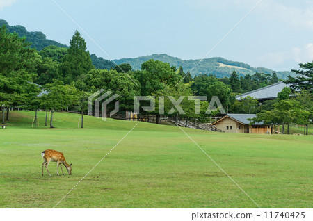 Scenery of Nara Park, Nara, Japan Scenery of Nara Park, Nara, Japan 11740425