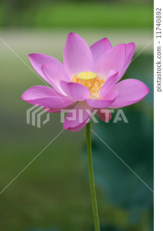 A lotus A lotus 11740892