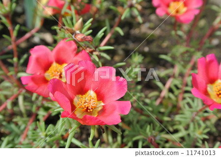 Matsuba peony standing in the clear in the rainy season 11741013