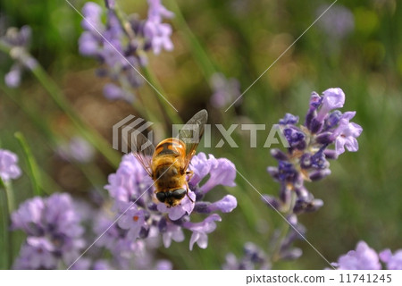 薰衣草和Hanaab 11741245