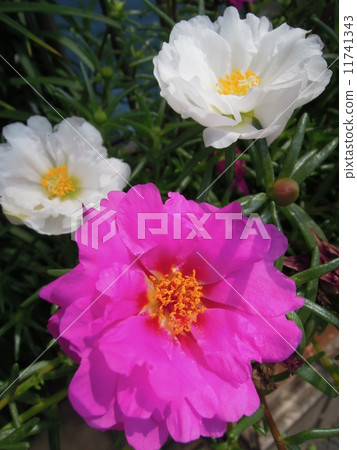 松葉按鈕 松葉按鈕 11741343