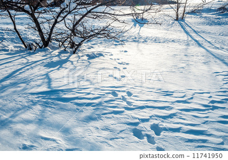 Footprints remaining in the snowy field 11741950
