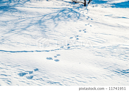 Animal Tracking Animal Tracking 11741951