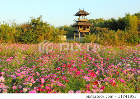 Cosmos field of Karako remains Cosmos field of Karako remains 11741955