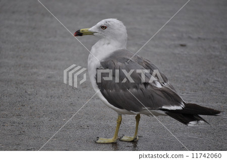 走在雨中 走在雨中 11742060
