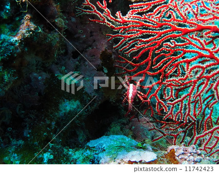 Isobanagani 11742423