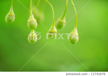 Egonoki水果 11742676