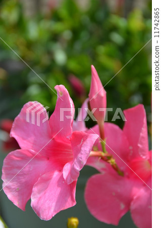 Mandevila Mandevila 11742865