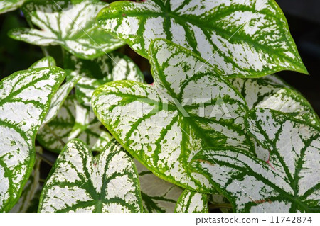 Cadarium Cadarium 11742874