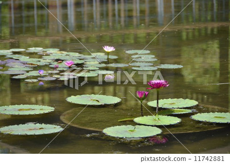 優雅的蓮花綜合 11742881