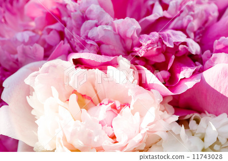 Rich bunch of peonies Rich bunch of peonies 11743028