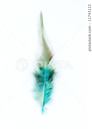 Color feathers 11743115