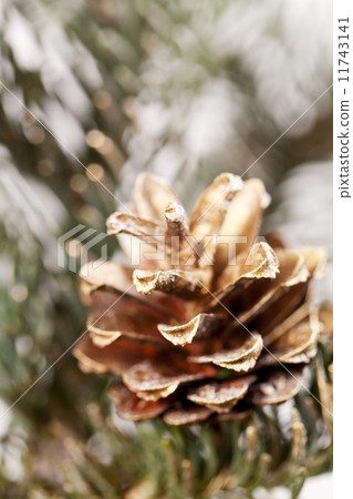 christmas tree 11743141