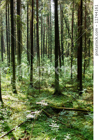 Tree Forest 11744161