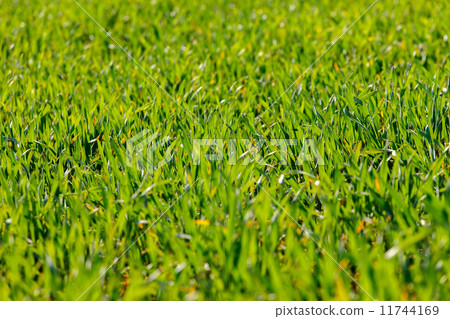grass background grass background 11744169