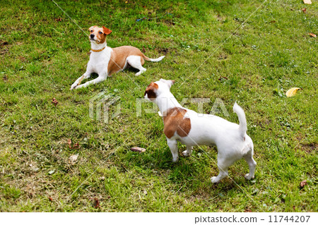 walking dogs walking dogs 11744207