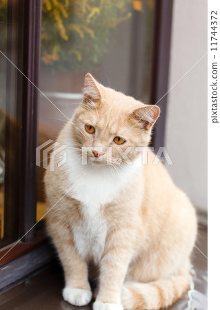 Red-haired adult cat on a windowsill 11744372
