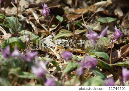 禮物蝴蝶 11744501