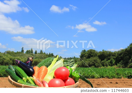 夏天天空和夏天菜在晴朗的天氣 11744603