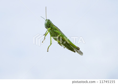 蝗蟲 蝗蟲 11745155