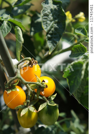  櫻桃西紅柿 11745481