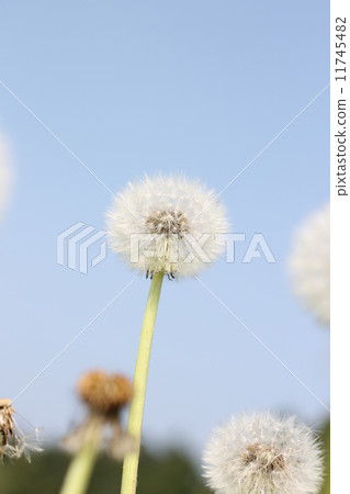 蒲公英的絨毛和藍天 11745482