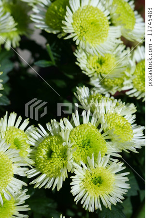 Chrisanmaemum Splash Medu Chrisanmaemum Splash Medu 11745483