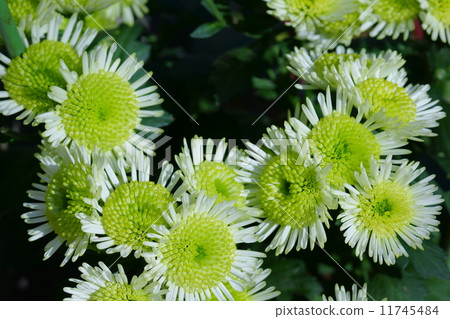 Chrisanmaemum Splash Medu 11745484