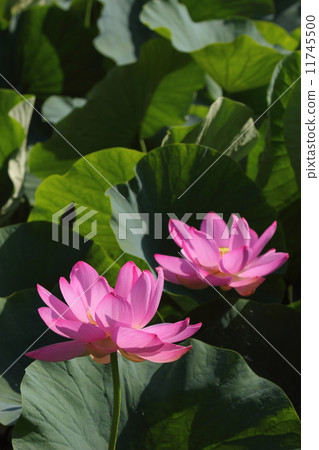 蓮花（埼玉古蓮花） 11745500