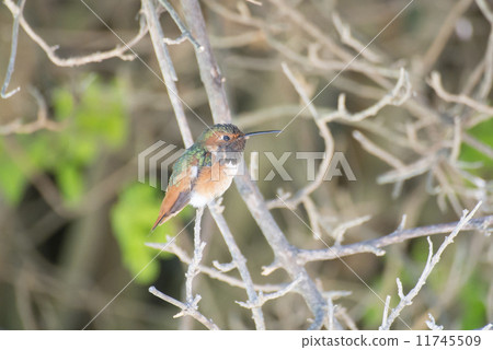 Hummingbirds in Los Angeles Hummingbirds in Los Angeles 11745509