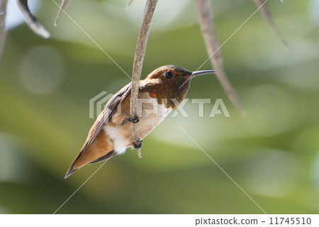 蜂鳥在洛杉磯 11745510