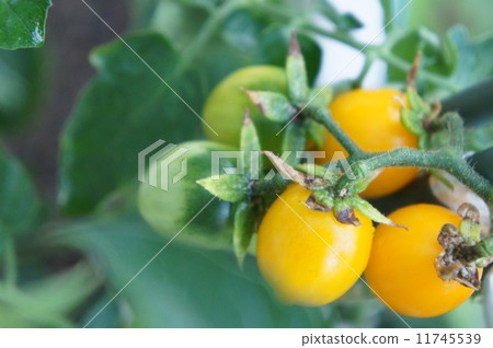  Mini Tomato 11745539