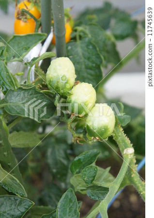 Mini Tomato Mini Tomato 11745639
