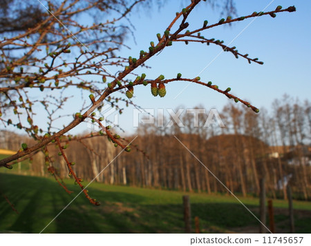 Larch of Larch 11745657