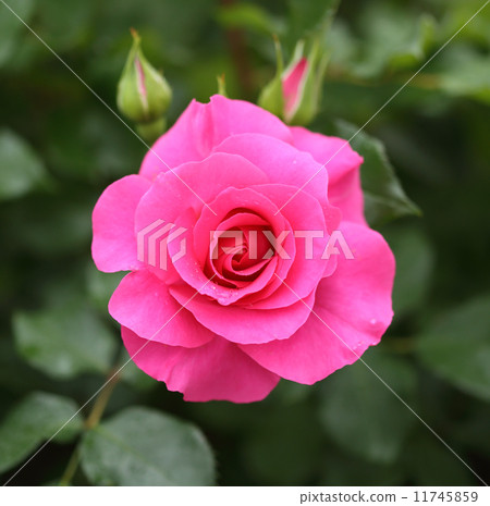 圖庫照片: pink rose flower plant