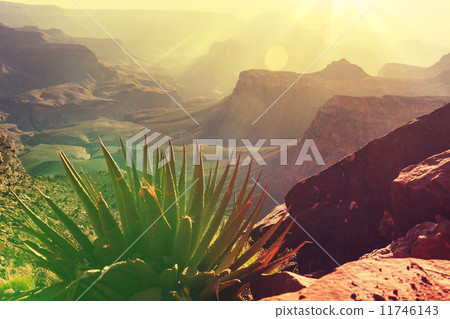 Grand Canyon 11746143