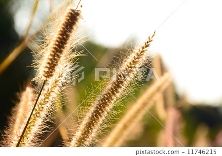 Sunset Grass 11746215