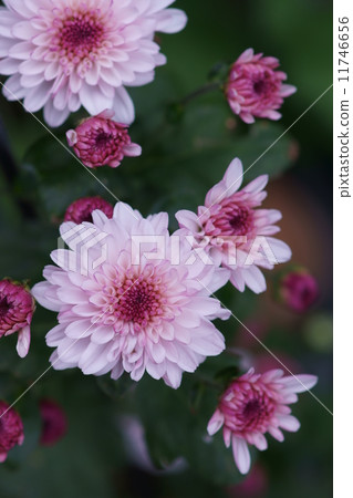Spray chrysanthemum ferrolipop 11746656