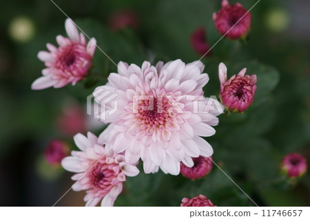 Spray chrysanthemum ferrolipop 11746657