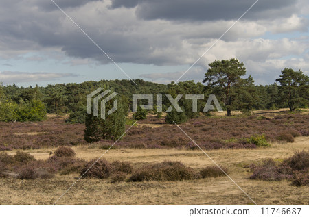 Heather field in Hoge Veluwe (Netherlands) 11746687