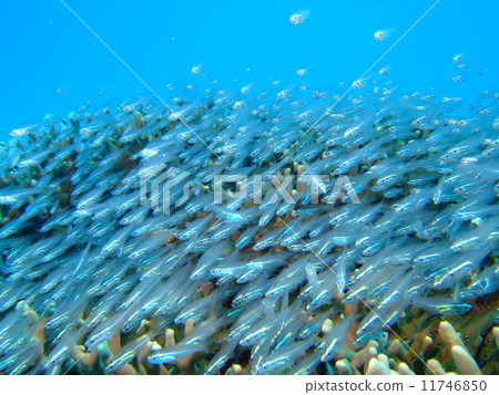 Sky Tenjiku Dai Okinawa National Park Kerama Is. Diving Sky Tenjiku Dai Okinawa National Park Kerama Is. Diving 11746850