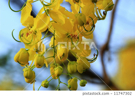 Blossom of Yellow Flowers 11747302