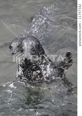 Seal to raise hands Seal to raise hands 11747382