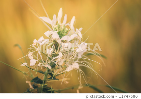 Cleome hassleriana or spider flower or spider plant Cleome hassleriana or spider flower or spider plant 11747590