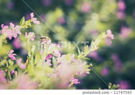 Pink Cuphea hyssopifolia or false heather or Mexican heather or 11747593