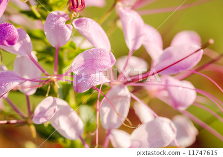 Cleome hassleriana or spider flower or spider plant Cleome hassleriana or spider flower or spider plant 11747615