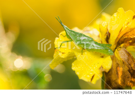 Marigolds or Tagetes erecta flower and grasshopper Marigolds or Tagetes erecta flower and grasshopper 11747648