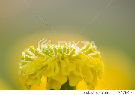 Marigolds or Tagetes erecta flower and water drops Marigolds or Tagetes erecta flower and water drops 11747649